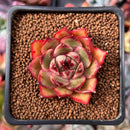 Echeveria Agavoides sp. 1" Succulent Plant