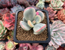 Cotyledon 'Orbiculata' Variegated Cutting 2" Succulent Plant