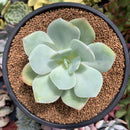 Echeveria 'Hakuhou' non-variegated 3" Succulent Plant