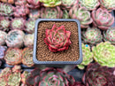 Echeveria 'Cello' 1" New Hybrid Succulent Plant