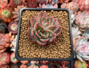 Echeveria Agavoides 'Painter' 2" Succulent Plant