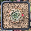 Echeveria 'Roman' 2" Succulent Plant