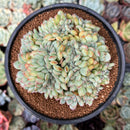 Echeveria 'Brave' Crested 4" Succulent Plant