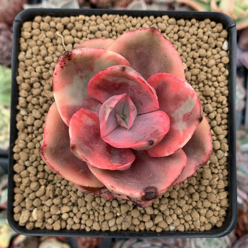 golden state succulents Echeveria 'Golden State' Variegated 2"-3" Succulent Plant – True Succulents Plant Co