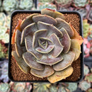 Echeveria 'Lolita' 3" Succulent Plant