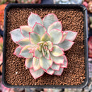 Echeveria 'Esther' Variegated 2" Succulent Plant