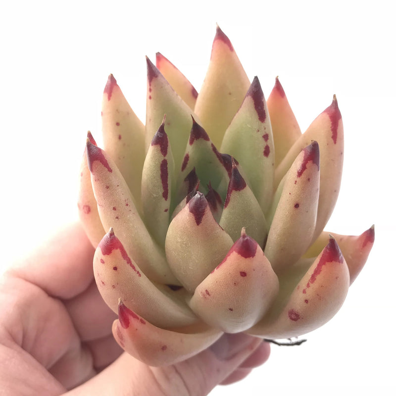 Echeveria Agavoides Royal 2”-3” Rare Succulent Plant