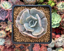 Echeveria 'Lilacina' Mutated 2" Powdery Succulent Plant
