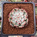 Echeveria 'Cherry Blossom Ending' 1" Succulent Plant