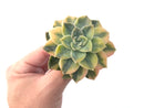 Echeveria 'Harry Watson' Variegated 3" Succulent Plant