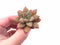 Echeveria Angel Star 2" Rare Succulent Plant