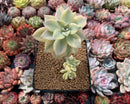 Graptopetalum 'Paraguayense' Cluster 3"-4" Succulent Plant