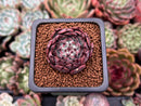 Echeveria sp. 1" Succulent Plant