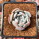 Echeveria 'Orange Monroe' 2" Succulent Plant