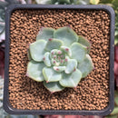 Echeveria 'Chihuahuaensis' Lightly Variegated 1" Succulent Plant