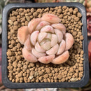 Echeveria sp. 1" Succulent Plant