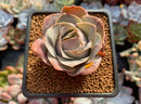 Greenovia 'El Hiero' 1" Succulent Plant