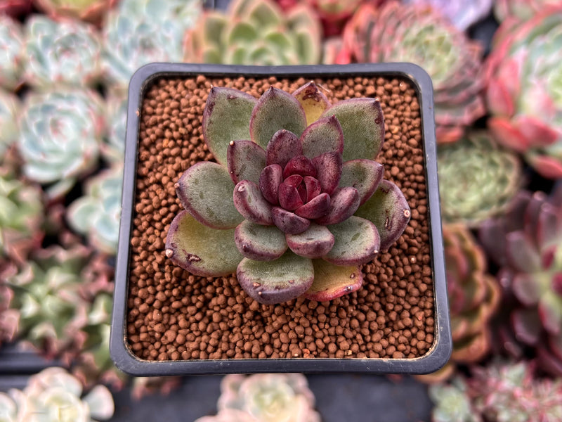 succulent: chocolate flava ii Echeveria Agavoides 'Chocolate Jelly' 2"Succulent Plant – True Succulents Plant Co