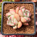 Echeveria 'Shallot' 2" Succulent Plant