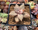 Echeveria 'Xichuensis' 2"-3" (Blemished) Succulent Plant