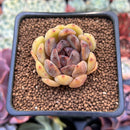 Echeveria 'Citrine' 1"-2" Seed Grown Air Magic Hybrid Succulent Plant