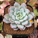 Echeveria 'Werther' 2" Powdery Succulent Plant