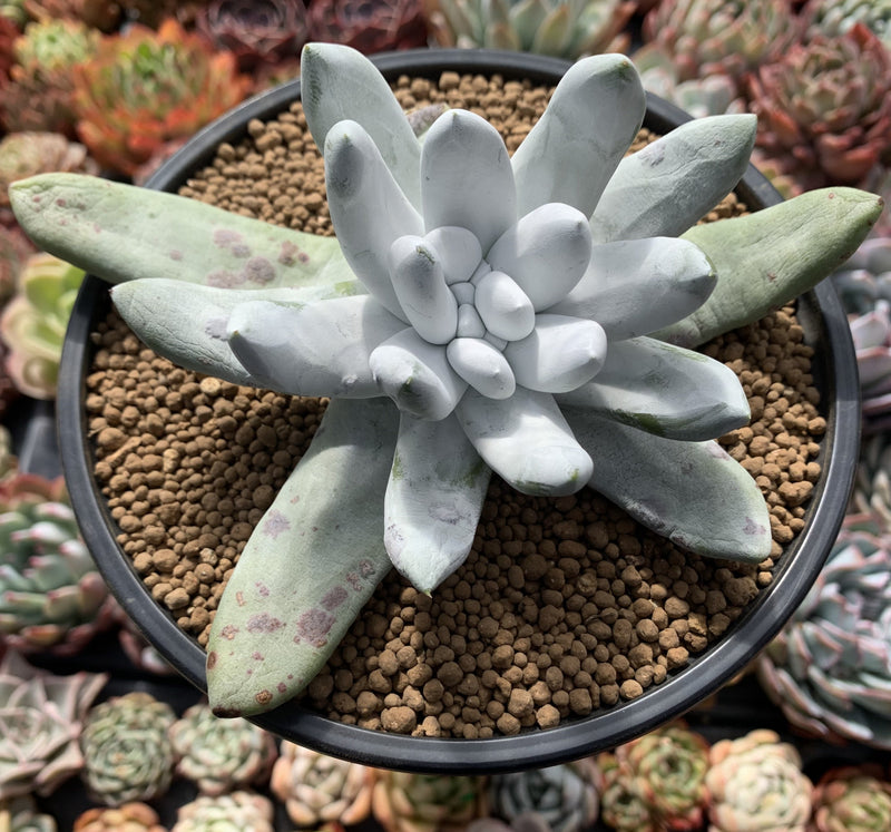 succulent dudleya Dudleya Pachyphytum 4"-5" Succulent Plant – True Succulents Plant Co