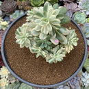 Echeveria 'Minibelle' Variegated Cluster 4"-5" Succulent Plant