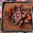 Echeveria Agavoides 'Red Bridge' 1" Succulent Plant