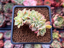 Echeveria 'Pansy' Crested 1" Succulent Plant