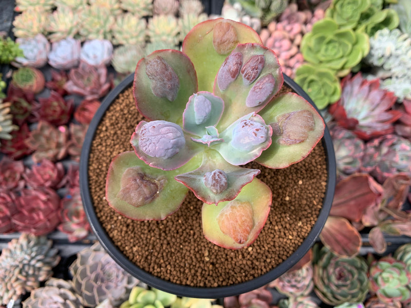 frosted succulents Echeveria 'Lilac Frost' 4" Succulent Plant – True Succulents Plant Co