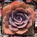 Echeveria 'Dusty Rose' 3"-4" Cutting Succulent Plant