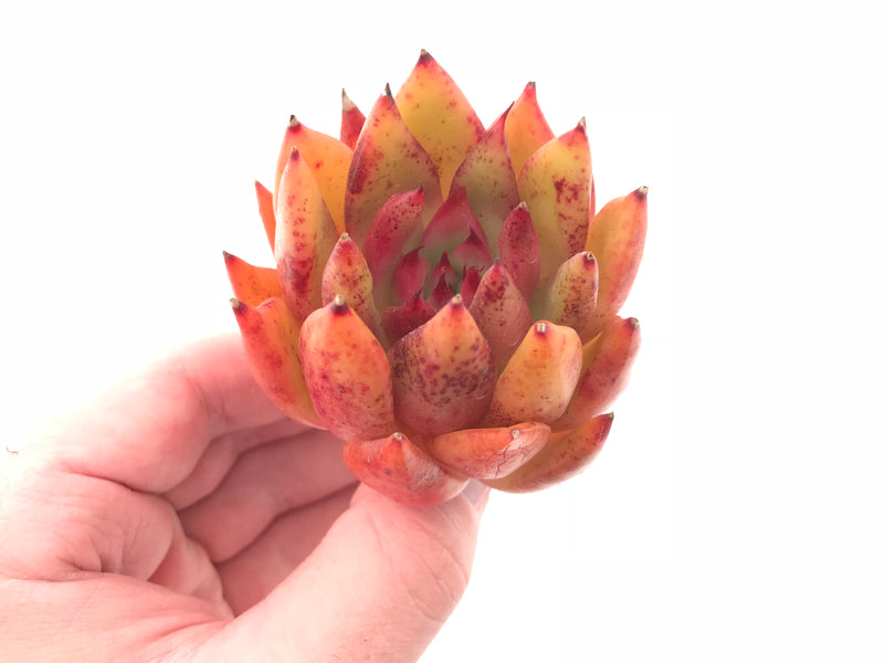 Echeveria Agavoides Hybrid 3” Rare Succulent Plant