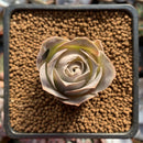 Greenovia 'El Hiero' 1" Succulent Plant