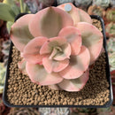 Echeveria 'Suyeon Frill' Variegated 3" Succulent Plant