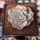 Echeveria 'Esther' Variegated 2" Succulent Plant
