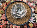 Echeveria 'Lilacina' Mutated 3" Powdery Succulent Plant