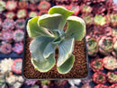 Echeveria 'Gigantea' Variegated 2"-3" Succulent Plant
