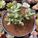 Cotyleydon Orbiculata Var. 'Hoppi' Variegated 3" Succulent Plant