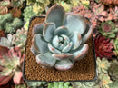 Echeveria 'Ivory' 2” Succulent Plant