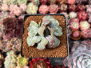 Echeveria 'Blue Spur' 2"-3" Succulent Plant