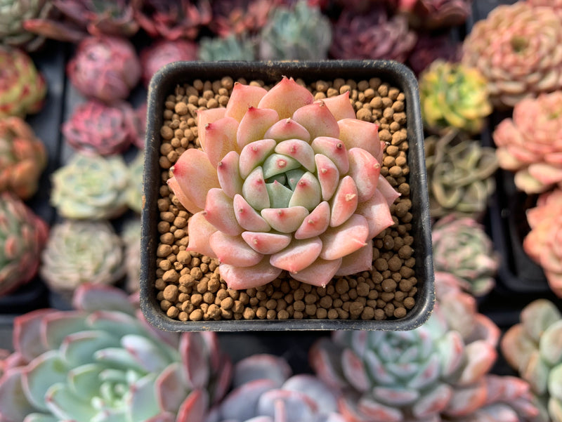 tippy succulent Echeveria 'Tippy' 1" Succulent Plant