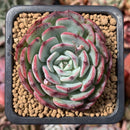 Echeveria 'C'est Si Bon' 2" Succulent Plant