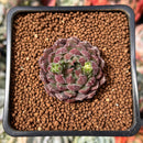 Echeveria 'Scorpio' 1" Succulent Plant