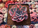 Echeveria 'Pink Harin' Variegated 2"-3" Succulent Plant