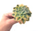 Echeveria 'Harry Watson' Variegated 3" Succulent Plant