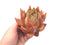 Echeveria Agavoides ‘Maria’ Hybrid 4" Rare Succulent Plant