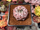 Echeveria 'Black Ball' 1" New Hybrid Succulent Plant