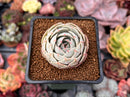 Echeveria 'Beads of Dew' 1" Succulent Plant