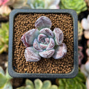 Echeveria 'Black Sabbath' 1” Succulent Plant